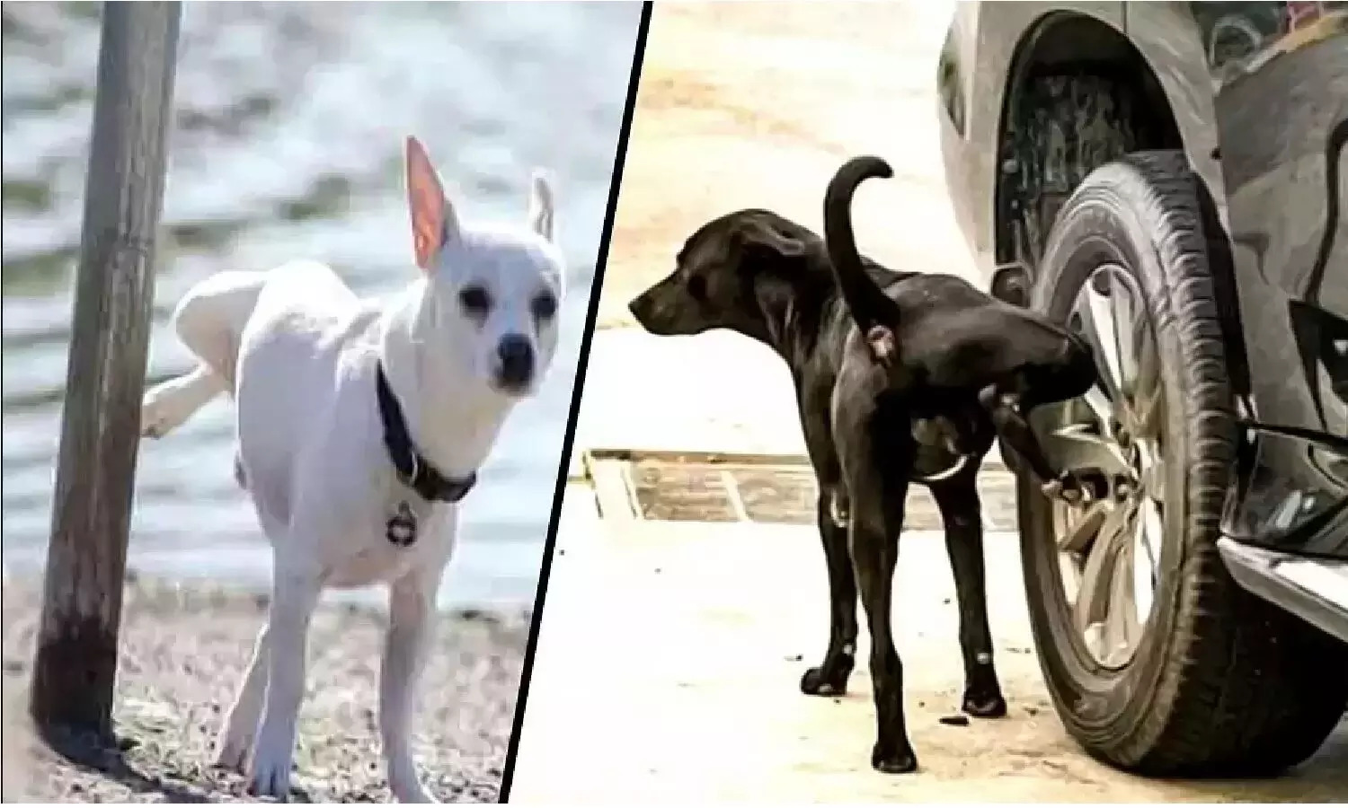 நீ ஹீரோடா!.. கண்டிப்பா வேறலெவலுக்கு போவ!.. அஜித்துக்கு நம்பிக்கை சொன்ன நடிகர்!... நீ ஹீரோடா!.. கண்டிப்பா வேறலெவலுக்கு போவ!.. அஜித்துக்கு நம்பிக்கை சொன்ன நடிகர்!...