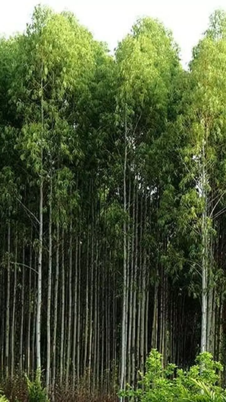 1000 கோடி பட்ஜெட்!.. ஹாலிவுட் ரேஞ்சுக்கு இருக்கும் போலயே.. ராஜமௌலினா பின்ன சும்மாவா!.. 1000 கோடி பட்ஜெட்!.. ஹாலிவுட் ரேஞ்சுக்கு இருக்கும் போலயே.. ராஜமௌலினா பின்ன சும்மாவா!..
